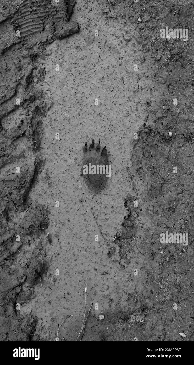 impronta di un orso bruno selvatico Foto Stock