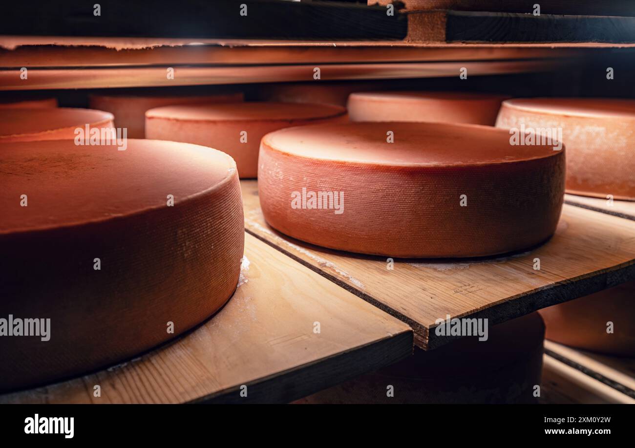Grandi forme di formaggio maturano su ripiani in legno in cantina Foto Stock