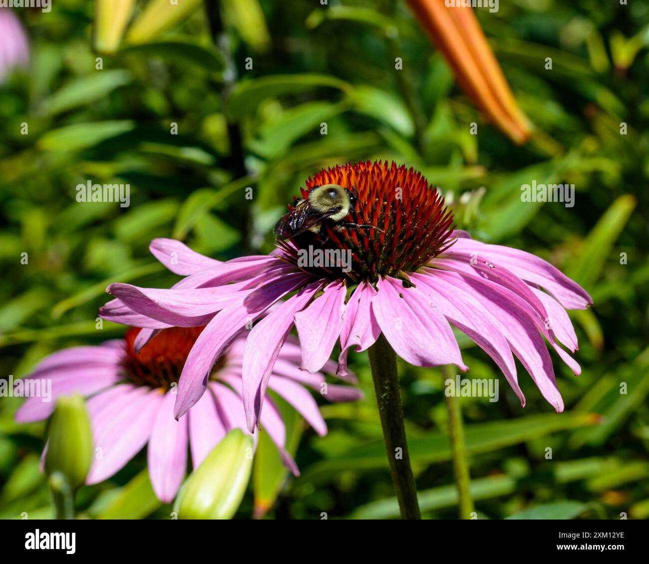 ape grande che lavora duro su un fiore di coneflower Foto Stock