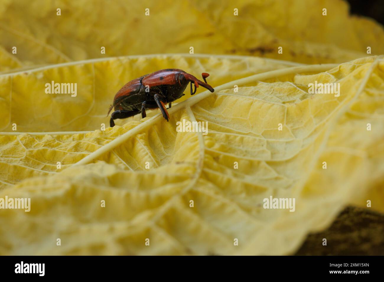 Red weevil, rhynchophorus ferrugineus, su foglia gialla, Alcoy, Spagna Foto Stock