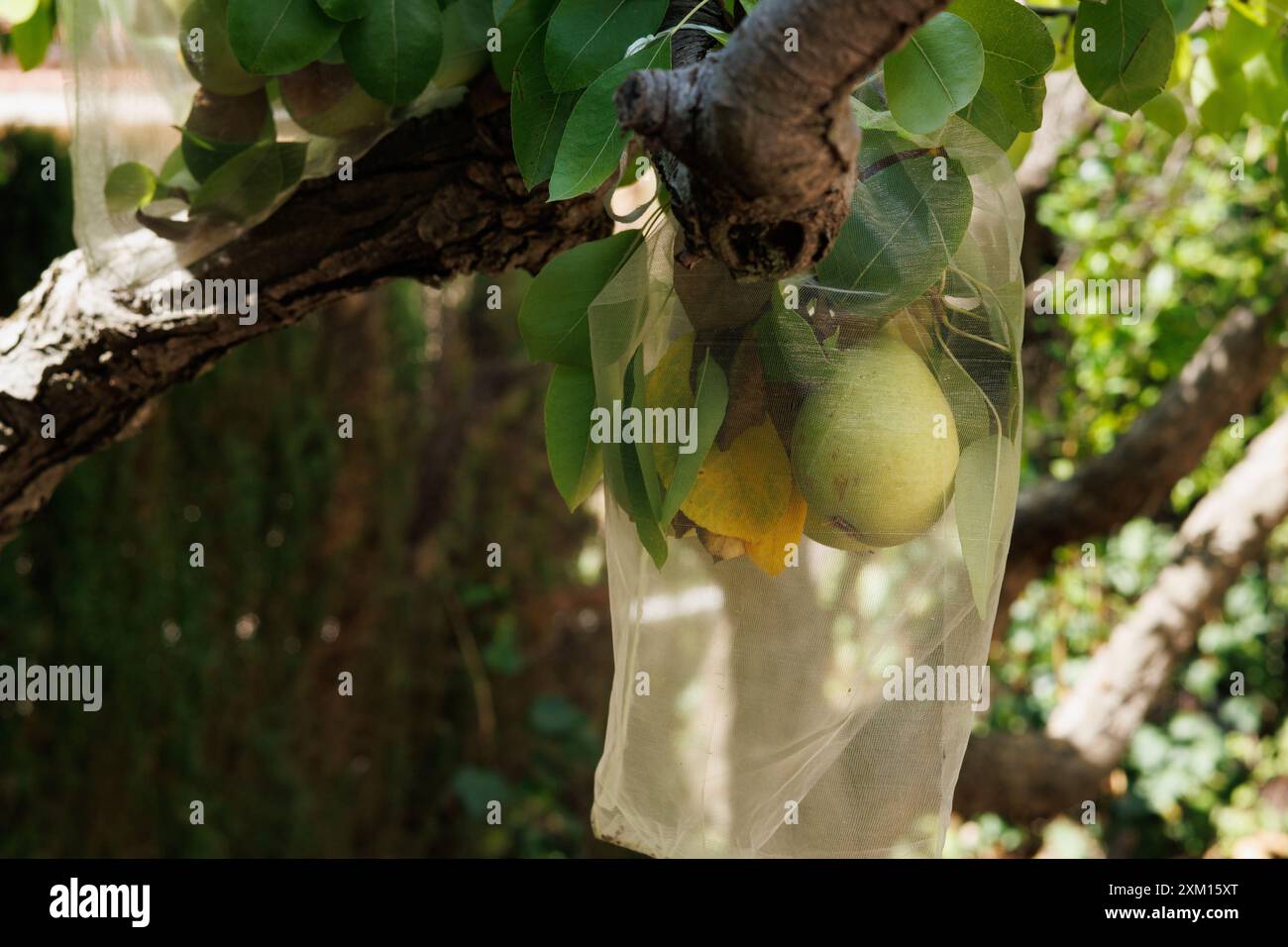 Pere di San Juan (pyrus communis) protette dagli uccelli con reti di stoffa, Alcoy, Spagna Foto Stock
