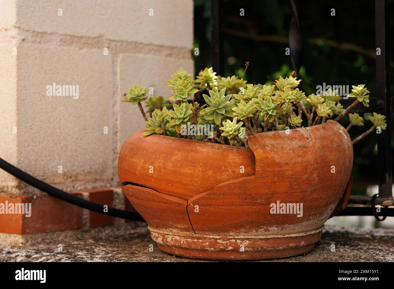 Vaso da giardino rotto con pianta della famiglia immortelle che decora il patio di una casa, Alcoy, Spagna Foto Stock