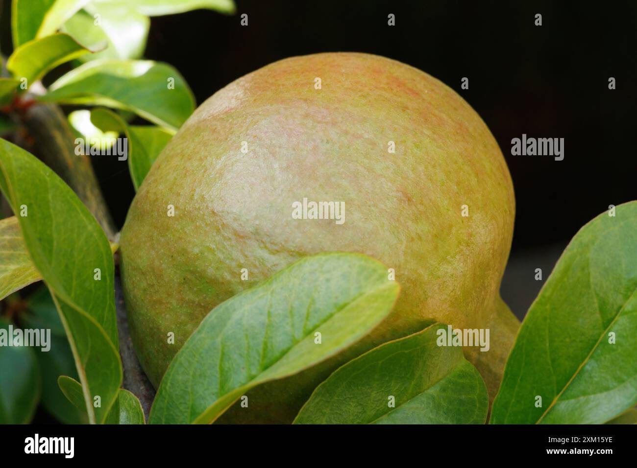 Primo piano di melograno, Punica granatum, maturazione sull'albero, Alcoy, Spagna Foto Stock