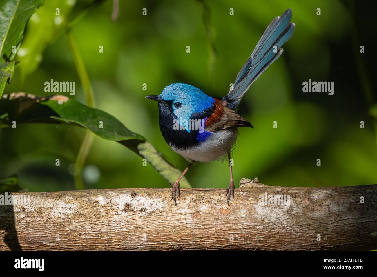 Un Fairywren variegato maschio arroccato su un ramo Foto Stock