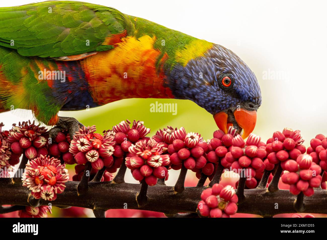 Un Rainbow Lorikeet che mangia un fiore Foto Stock