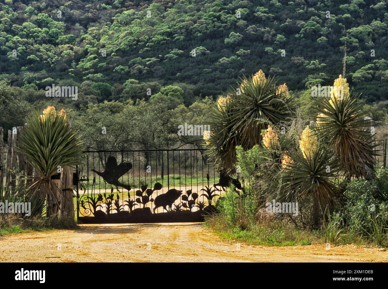 Cancello in ferro battuto e yucche in fiore al Flag Mountain Ranch presso Uvalde County Road 212 nella Hill Country vicino a Utopia, Texas, Stati Uniti Foto Stock