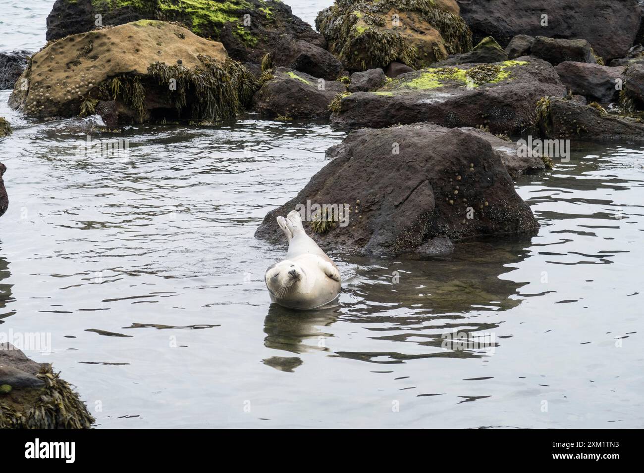 Foche grigie a Ravenscar, North Yorkshire, Isole britanniche. Foto Stock