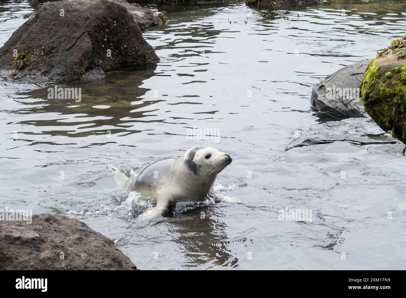 Foche grigie a Ravenscar, North Yorkshire, Isole britanniche. Foto Stock