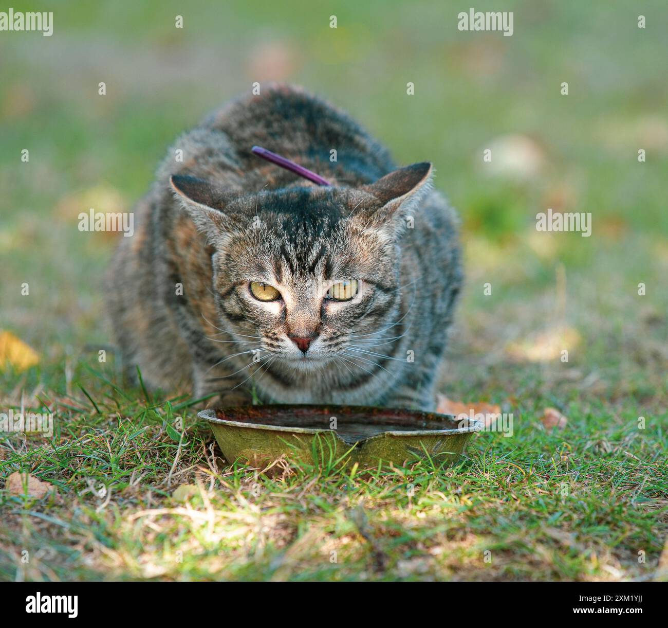 fotografia di un gatto Foto Stock