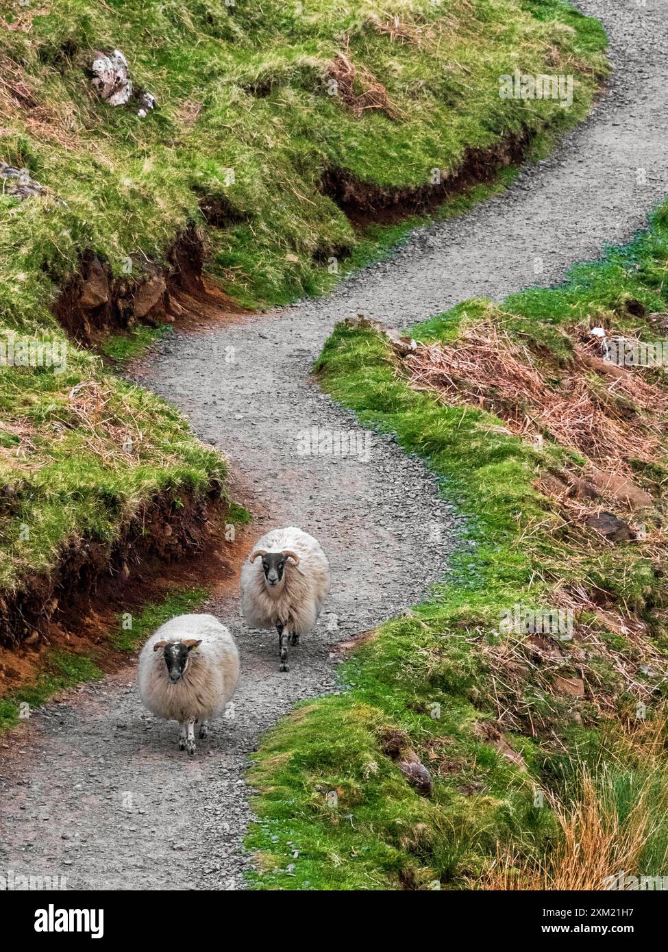 Un gregge di pecore torna dal pascolo quotidiano in una prateria. Foto Stock Un gregge di pecore torna dal pascolo quotidiano in una prateria. Foto Stock