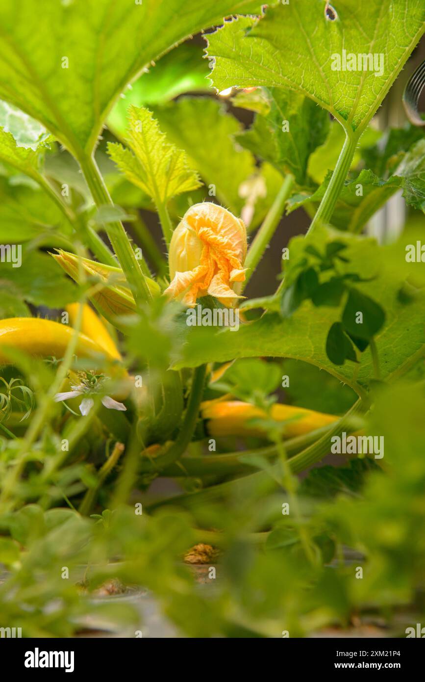 Le verdure idroponiche organiche crescono con la luce LED. Fattoria al coperto. Tecnologia agricola. Foto Stock