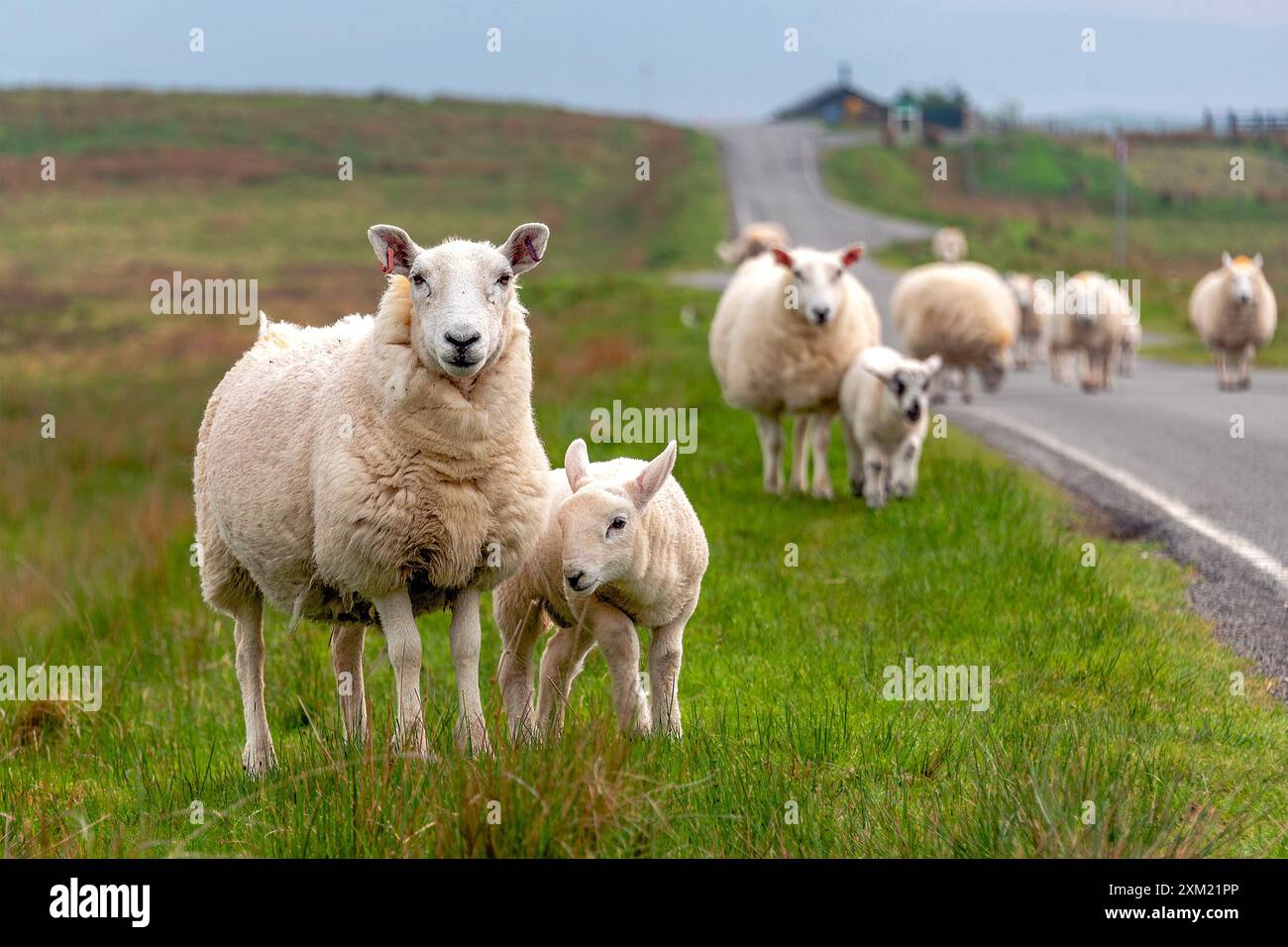 Un gregge di pecore torna dal pascolo quotidiano in una prateria. Foto Stock Un gregge di pecore torna dal pascolo quotidiano in una prateria. Foto Stock