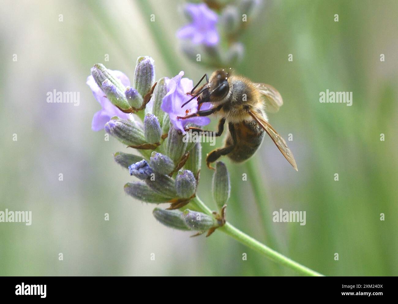un'ape che va in cerca di un fiore di lavanda Foto Stock