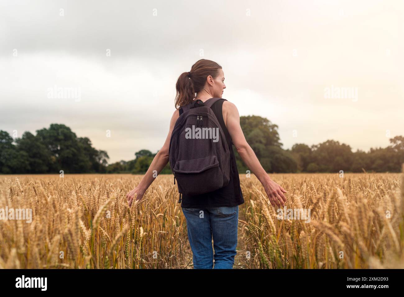 donna camminatrice in un campo di grano che passa le mani attraverso il grano. Foto Stock