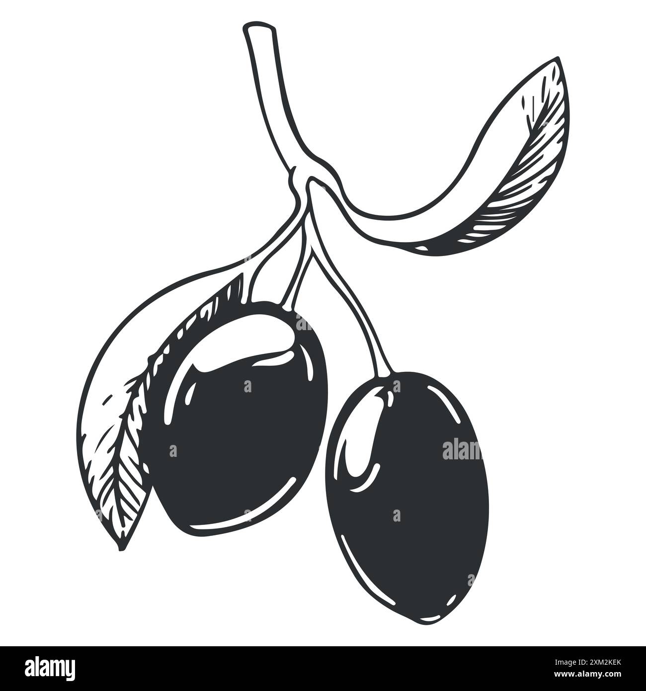 Ramoscello d'oliva con frutti di bosco e foglie. Cucina italiana. Un simbolo di pace. Segno religioso greco. Illustrazione vettoriale dell'olivo. Illustrazione Vettoriale