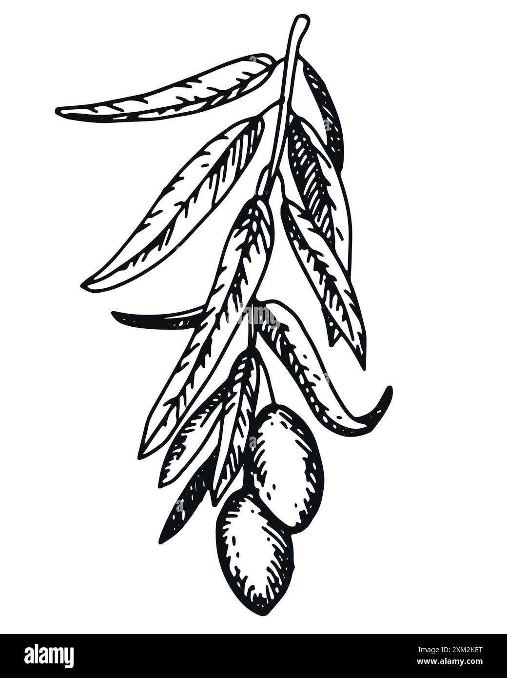 Ramoscello d'oliva con frutti di bosco e foglie. Cucina italiana. Simbolo della pace nella tecnica dell'incisione. Disegno lineare in inchiostro. Illustrazione vettoriale dell'olivo. Illustrazione Vettoriale