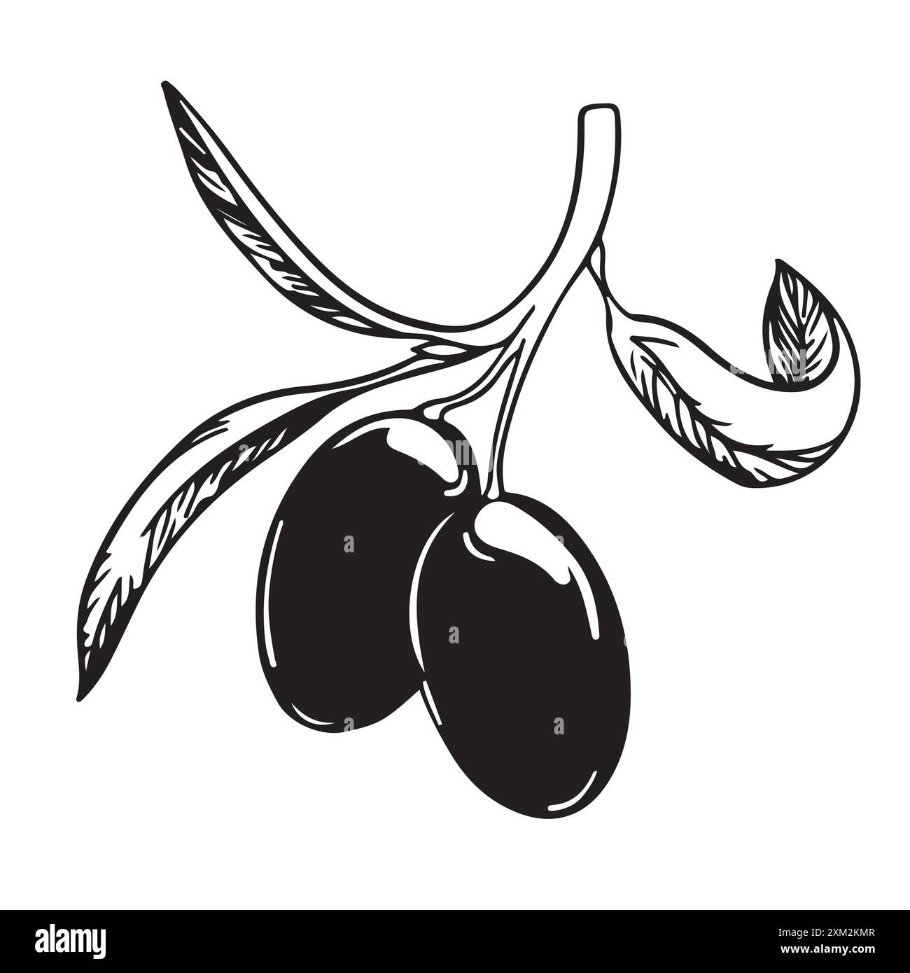 Ramoscello d'oliva con frutti di bosco e foglie. Cucina italiana. Un simbolo di pace. Segno religioso greco. Illustrazione vettoriale dell'olivo. Illustrazione Vettoriale