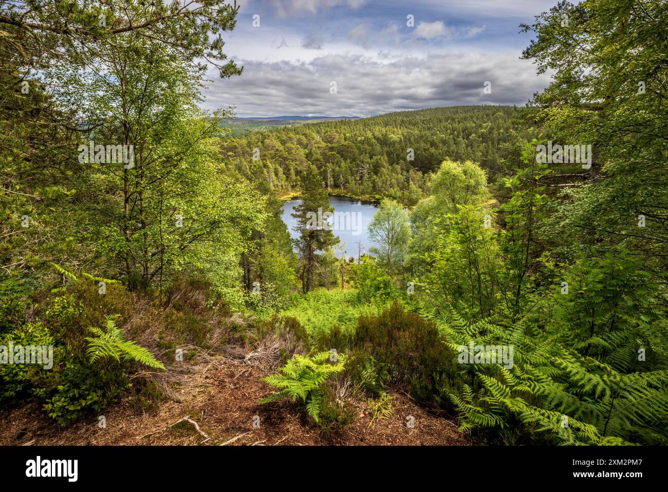Loch Innis Gheamhraidh attraverso la foresta caledoniana a Glen Affric, Inverness, Scozia Foto Stock