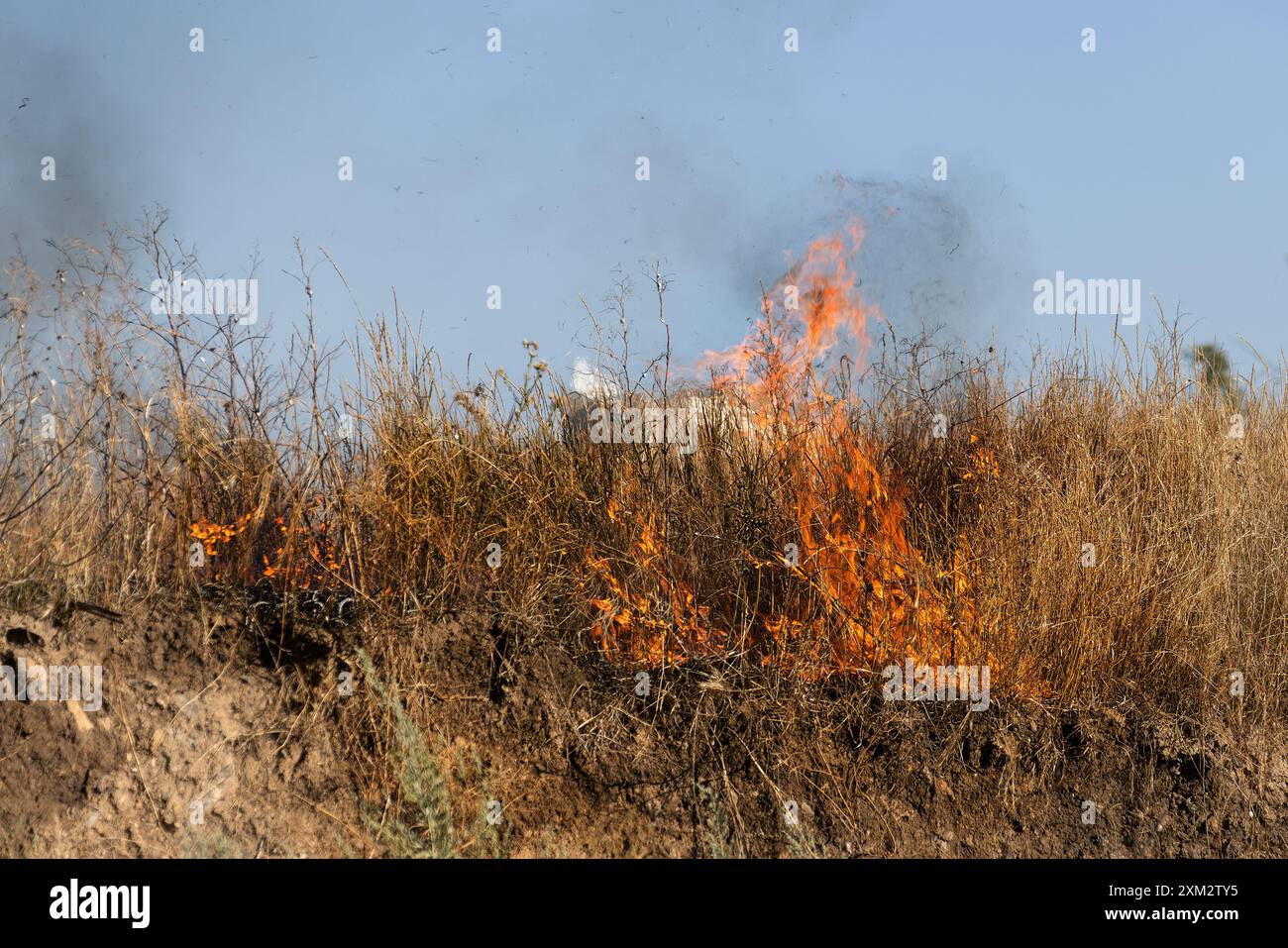 La foresta e la steppa secco incendi distruggere completamente i campi e le steppe durante una grave siccità. Disaster porta regolarmente i danni alla natura ed economia di Foto Stock