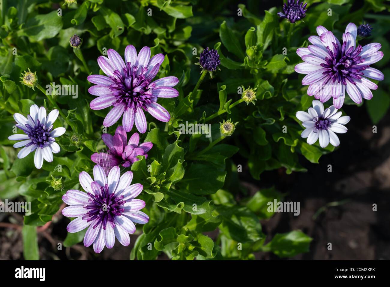 Margherite viola e bianche su un letto di fiori nel giardino Foto Stock