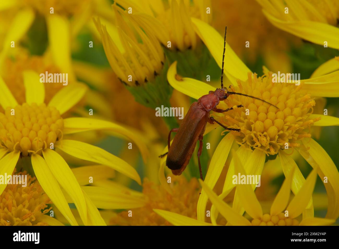 Coleottero rosso comune del soldato, Rhagonycha fulva, su Common Ragwort, Jacobaea vulgaris, penisola di Rosin, Argyll, Scozia Foto Stock
