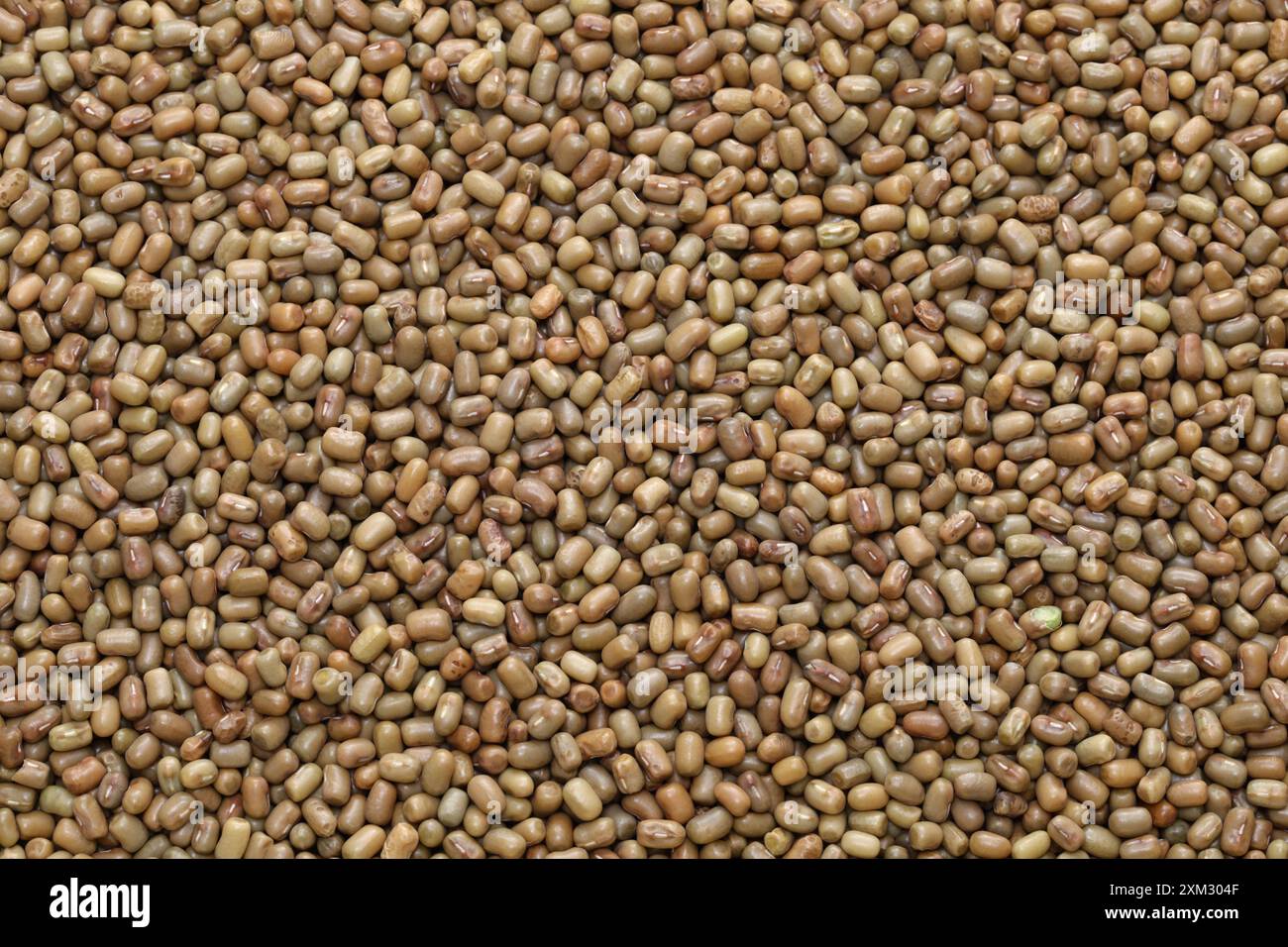 Matki dal (fagioli di falena, fagioli di macina, fagioli di rugiada), ingrediente della cucina indiana Foto Stock
