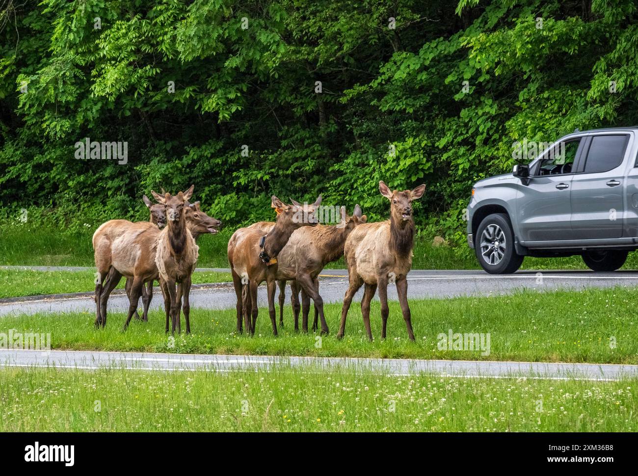 Mandria di alci vicino alla strada presso l'Oconaluftee Visitor Center nel Great Smoky Mounatins National Park, North Carolina USA Foto Stock