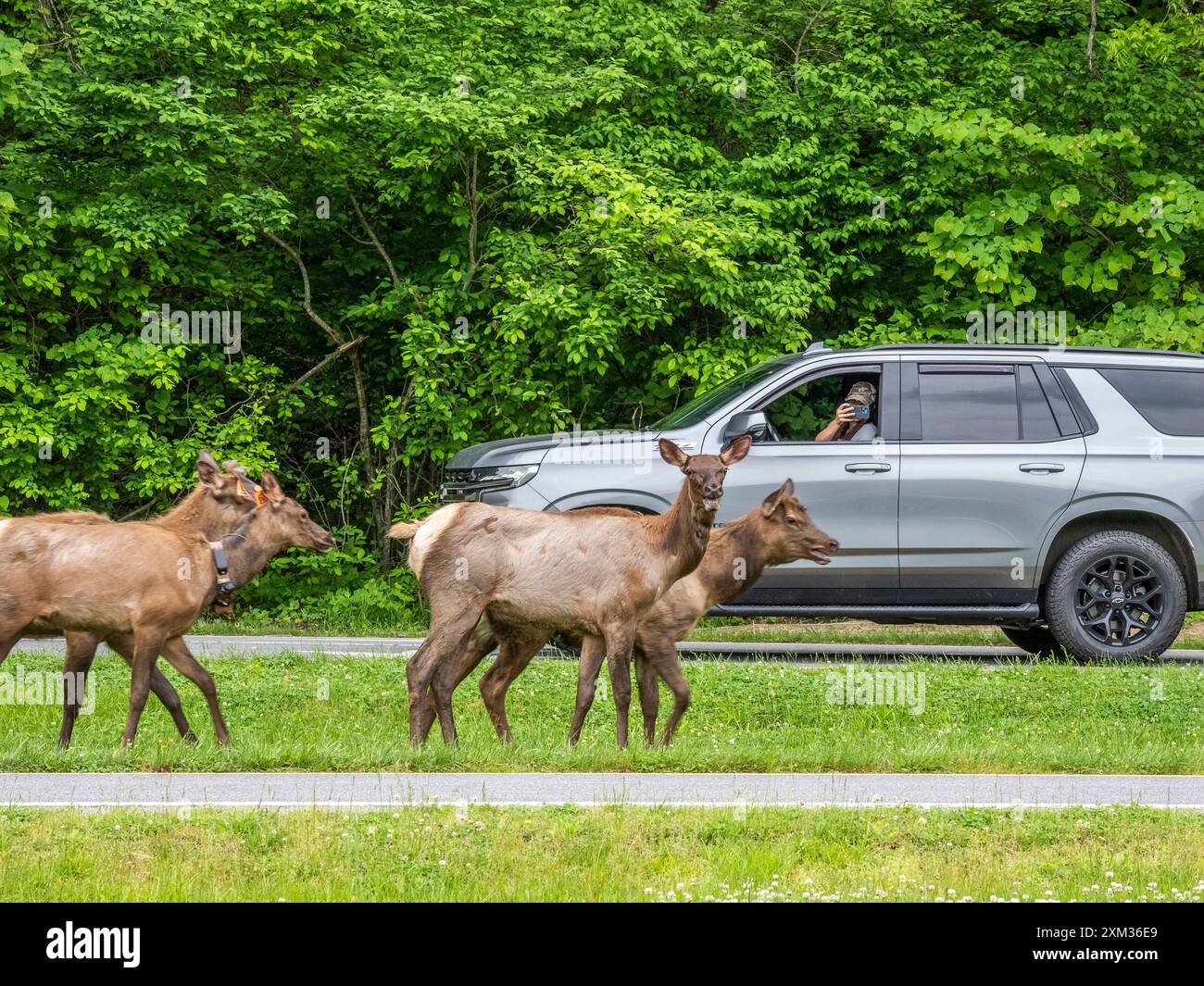 Mandria di alci vicino alla strada presso l'Oconaluftee Visitor Center nel Great Smoky Mounatins National Park, North Carolina USA Foto Stock