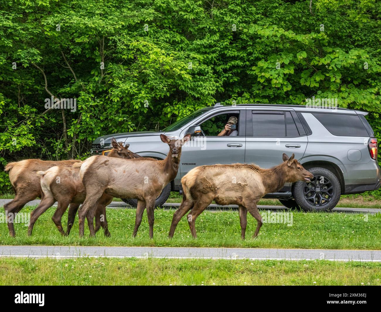 Mandria di alci vicino alla strada presso l'Oconaluftee Visitor Center nel Great Smoky Mounatins National Park, North Carolina USA Foto Stock