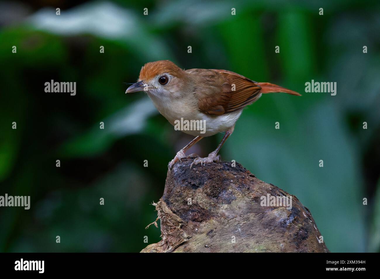 Babbler ferruginoso (Pellorneum bicolor) Foto Stock