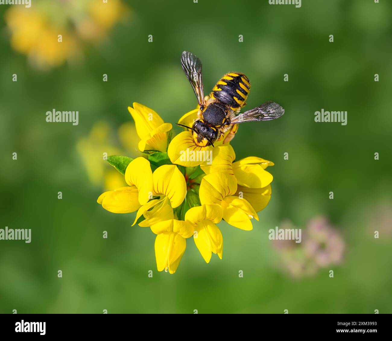 Un'ape europea carder di lana, Anthidium manicatum femmina, che raccoglie il nettare dai fiori gialli Lotus corniculatus in un giardino, in Germania Foto Stock