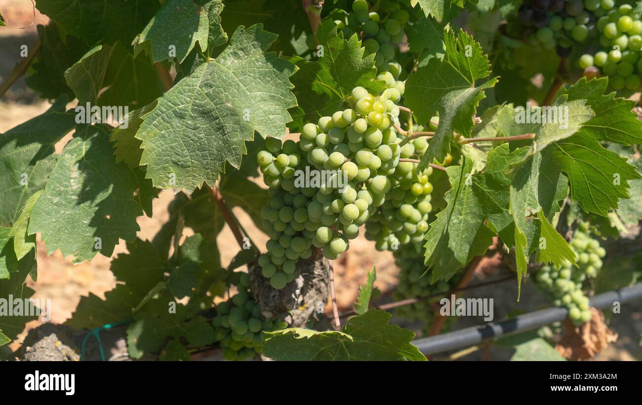 uve carignano cannonau e vermentino pronte per la vendemmia Foto Stock