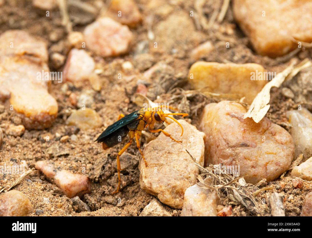 La femmina Bee Wolf è una cacciatrice solitaria di api mellifere. Scava un tunnel in cui diverse api sono nascoste, paralizzate da una puntura per tenerle in vita Foto Stock