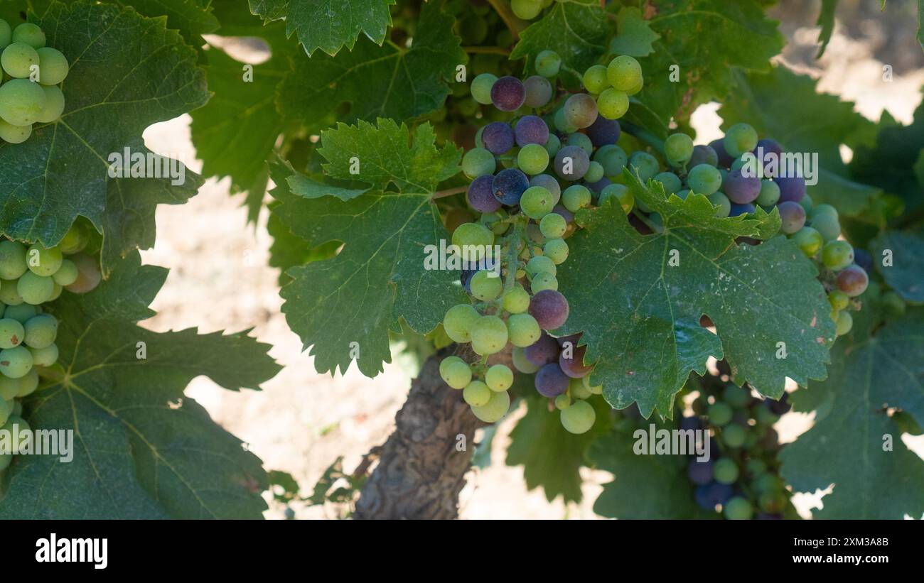 uve carignano cannonau e vermentino pronte per la vendemmia Foto Stock