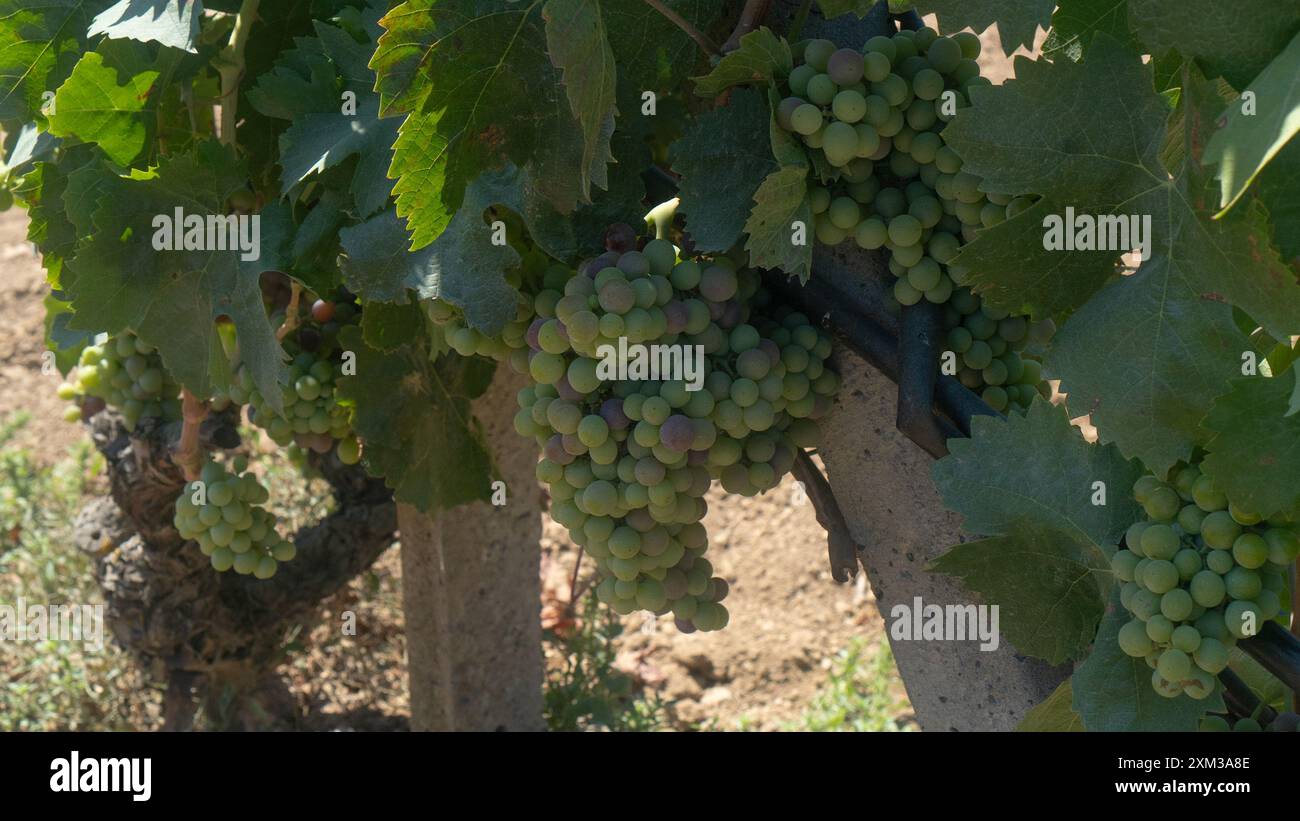 uve carignano cannonau e vermentino pronte per la vendemmia Foto Stock