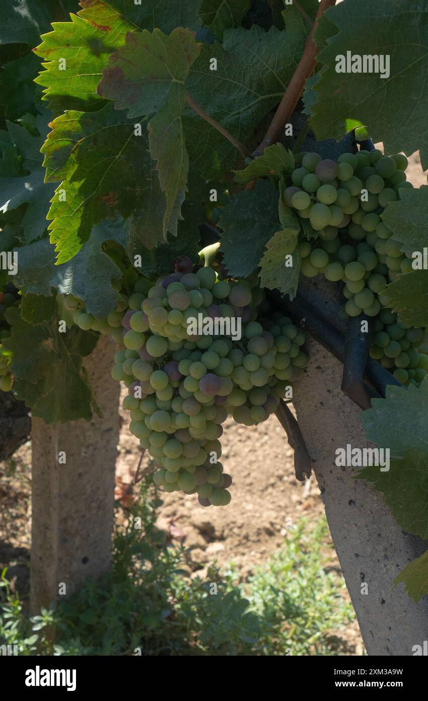 uve carignano cannonau e vermentino pronte per la vendemmia Foto Stock