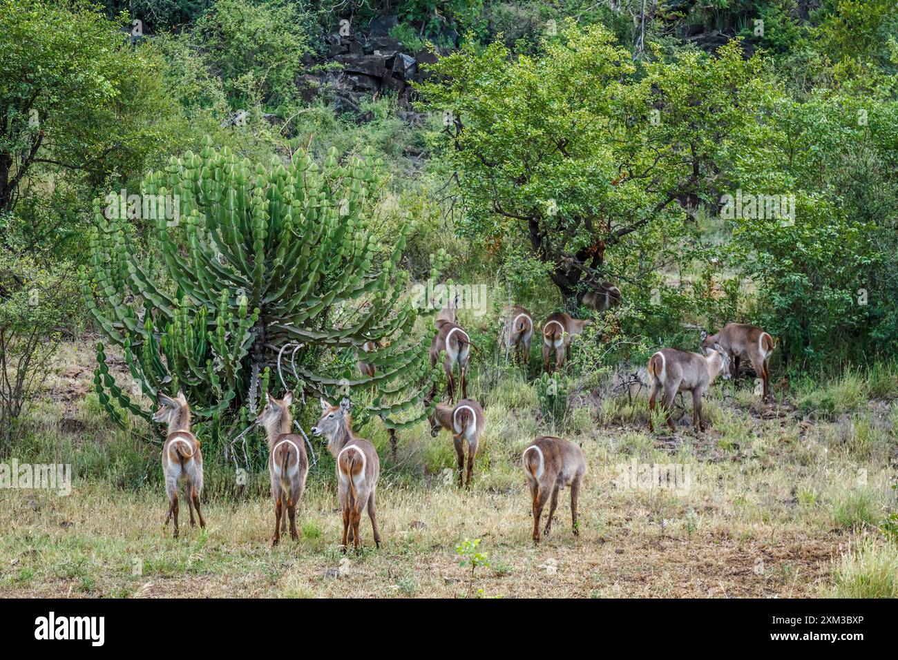 Piccolo gruppo di Waterbuck comune nella vegetazione lussureggiante del parco nazionale di Kruger, Sudafrica; Specie Kobus ellipsiprymnus famiglia di Bovidae Foto Stock
