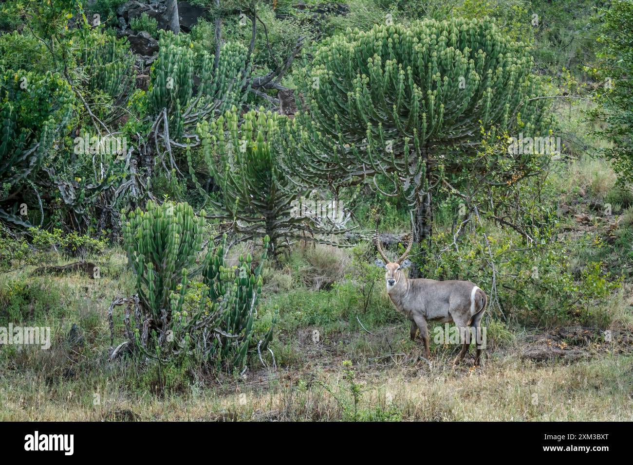 Maschio Waterbuck comune in vegetazione lussureggiante nel Kruger National Park, Sud Africa ; Specie Kobus ellipsiprymnus famiglia di Bovidae Foto Stock