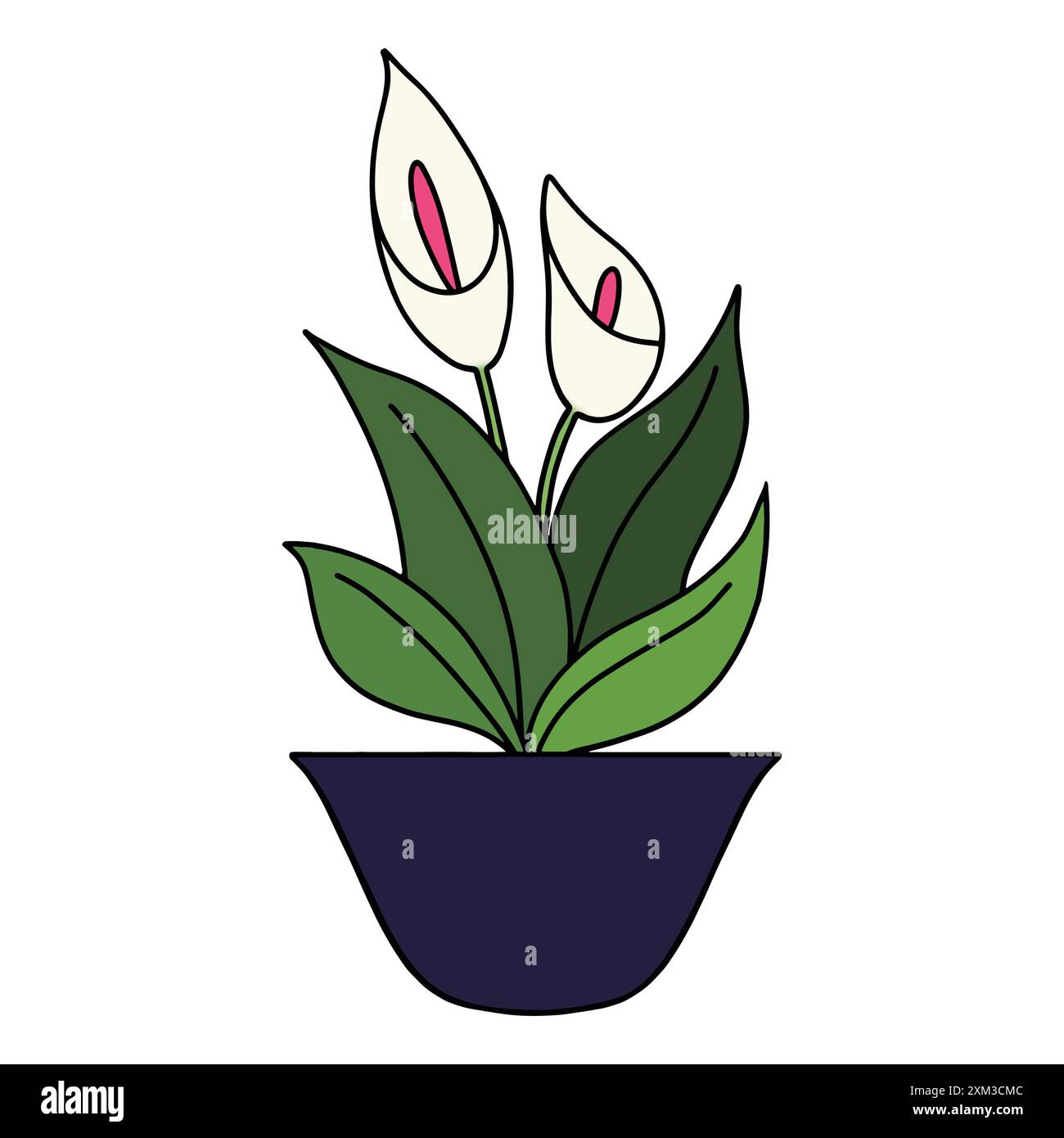 Bellissimo vaso di fiori con orchidee bianche orientali con grandi foglie verdi e stami rosa in una pentola bassa di colore navy Illustrazione Vettoriale