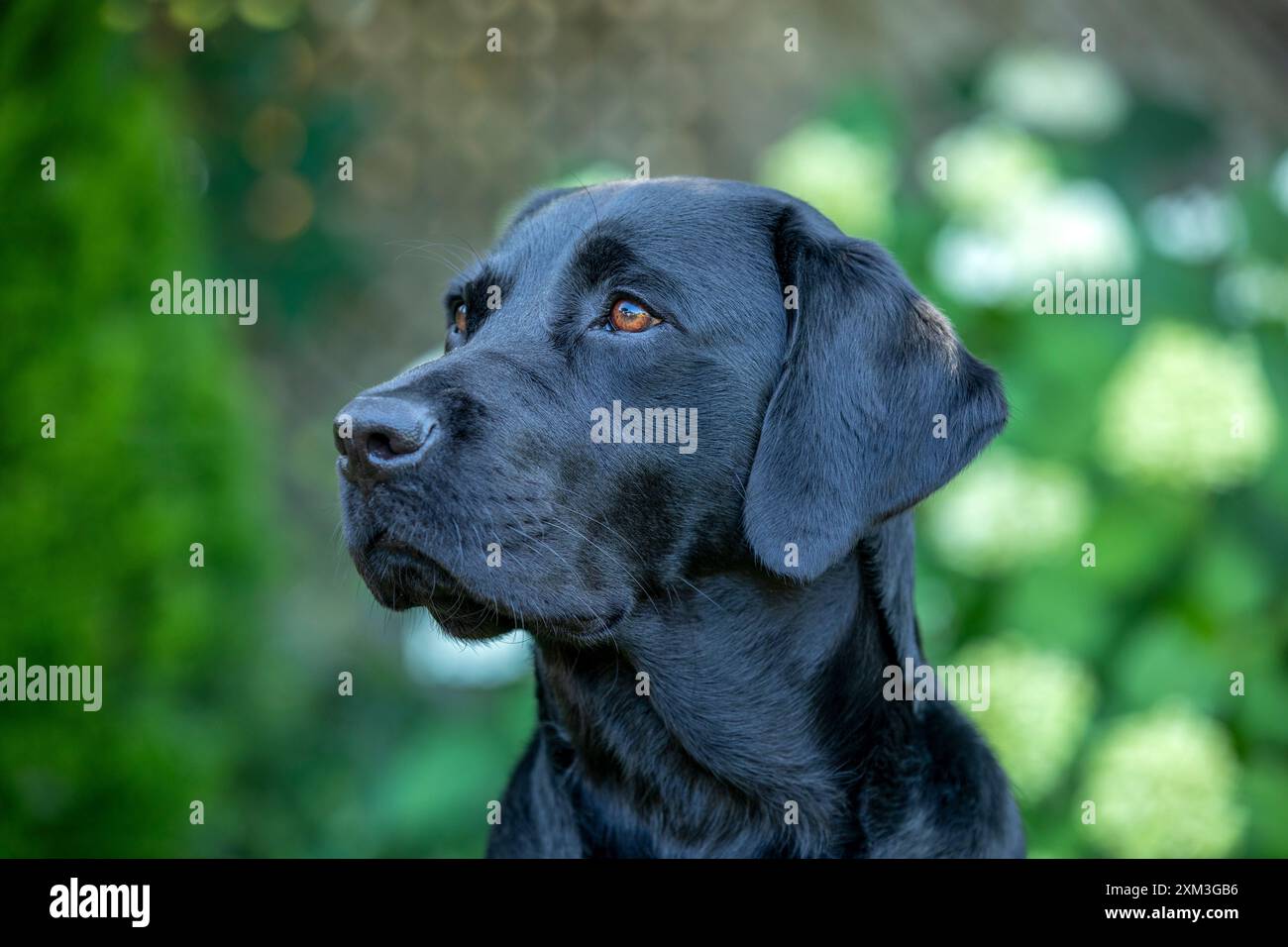 Ritratto di un Labrador Retriever Foto Stock