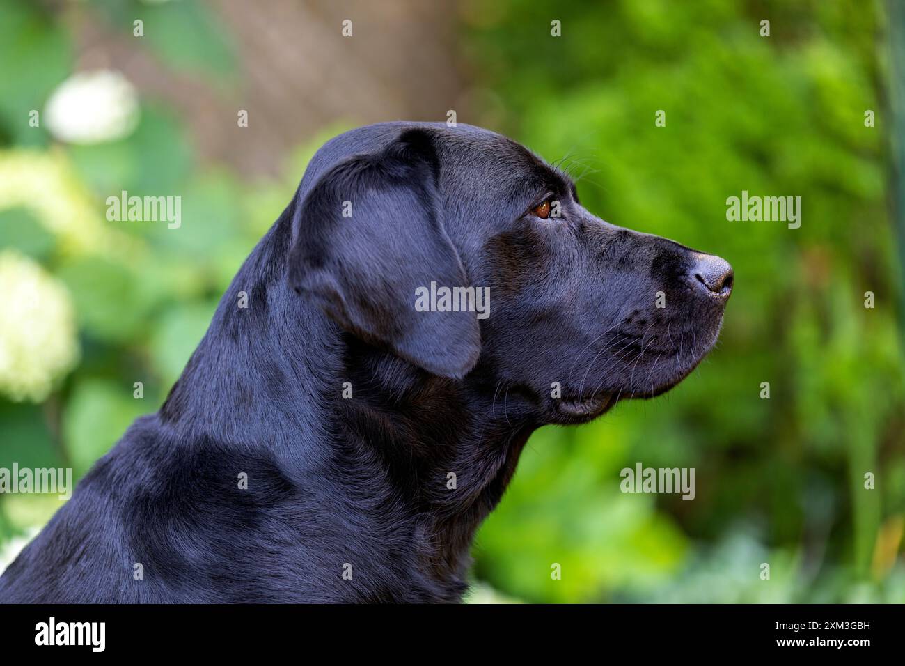 Ritratto di un Labrador Retriever Foto Stock