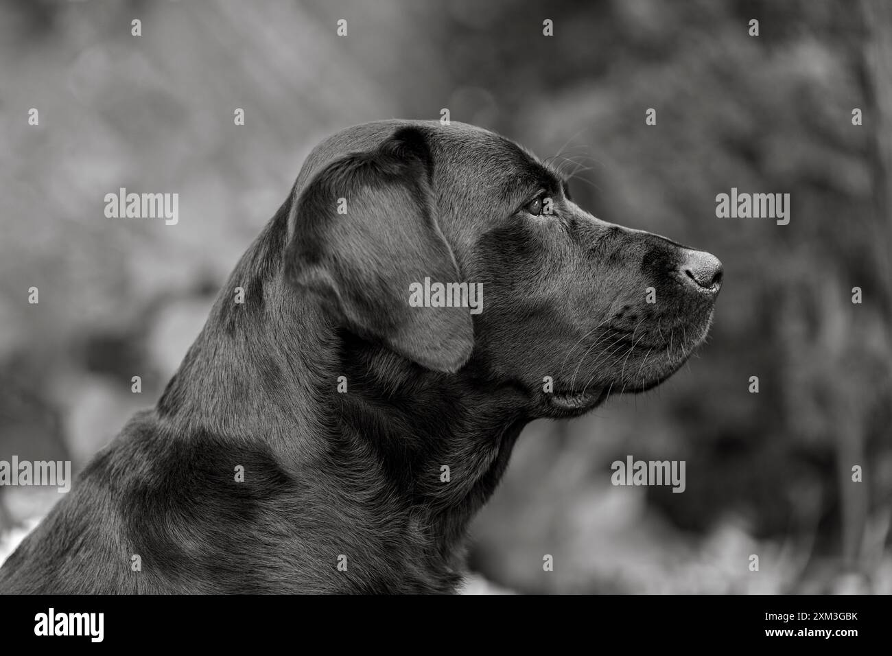 Ritratto di un Labrador Retriever Foto Stock