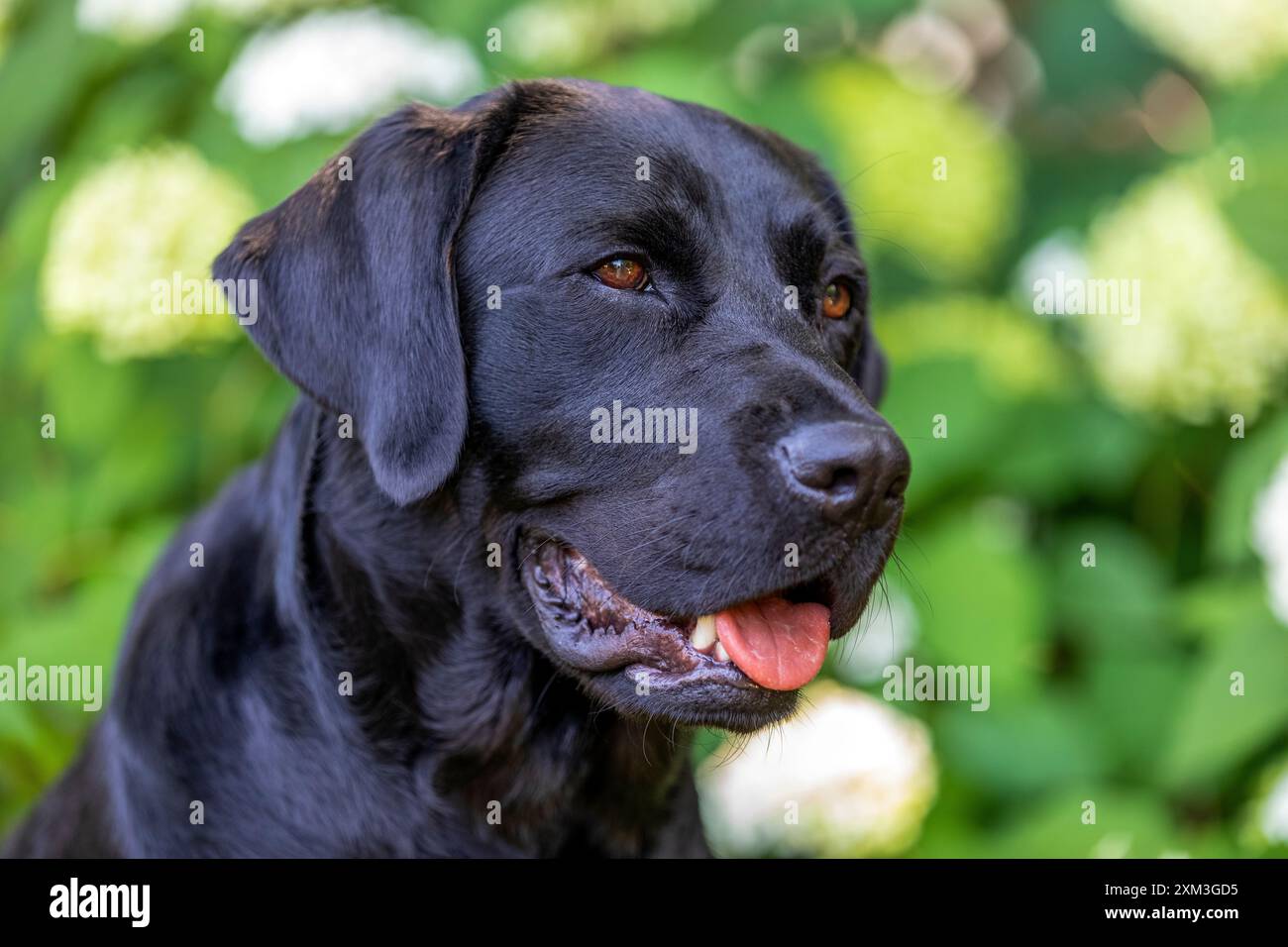 Ritratto di un Labrador Retriever Foto Stock