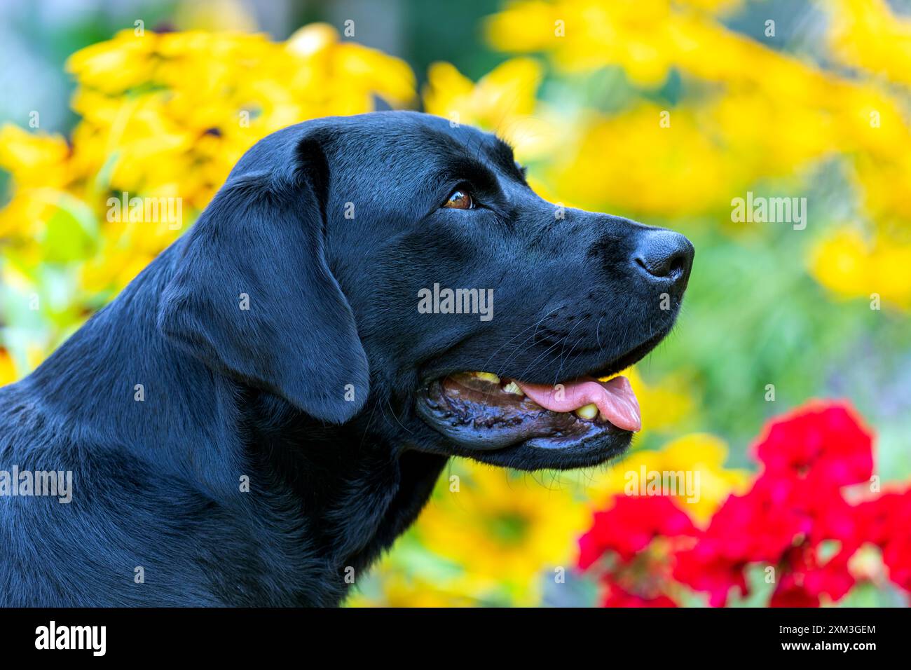 Ritratto di un Labrador Retriever Foto Stock