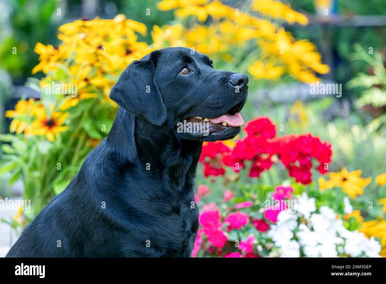 Ritratto di un Labrador Retriever Foto Stock