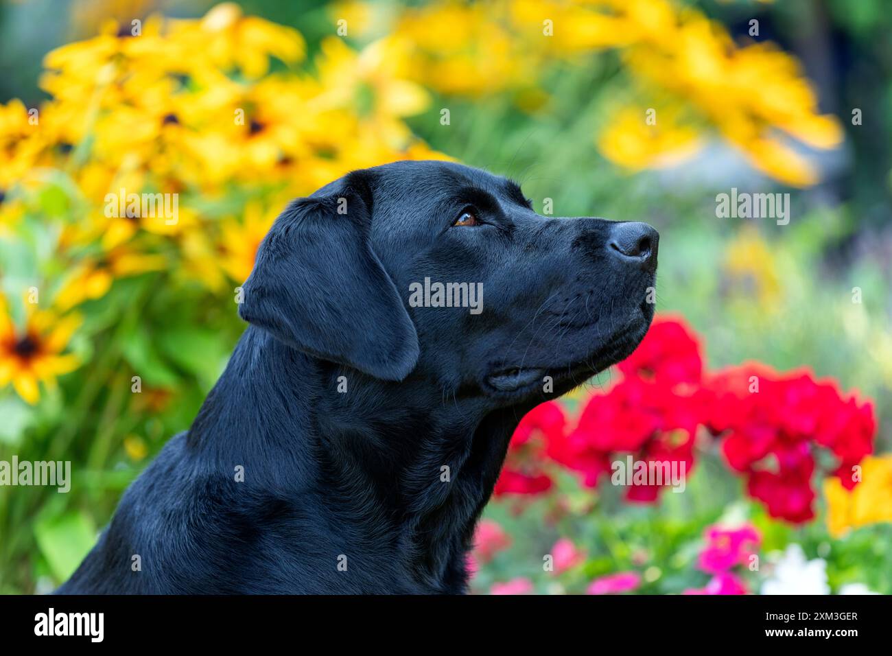 Ritratto di un Labrador Retriever Foto Stock