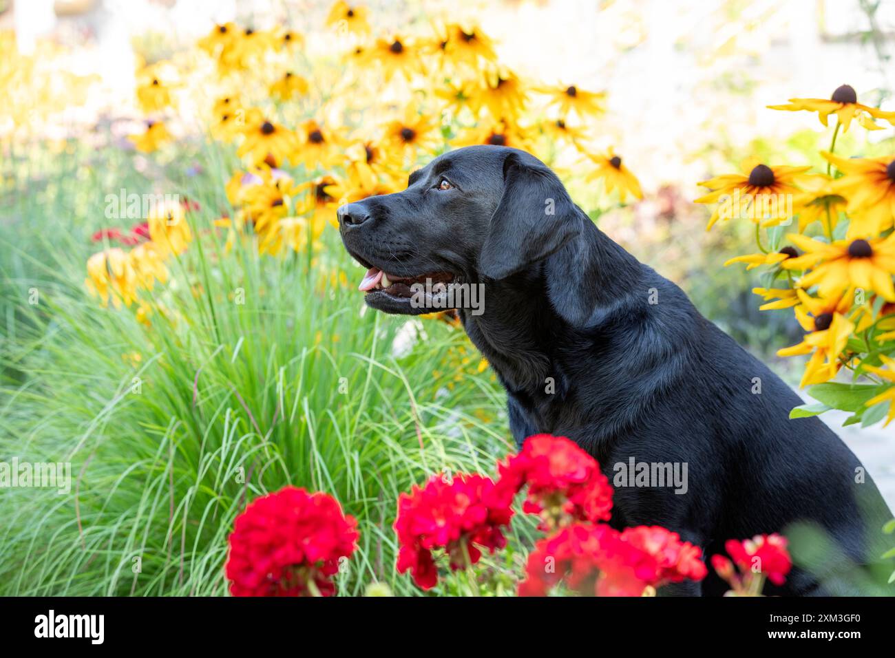 Ritratto di un Labrador Retriever Foto Stock