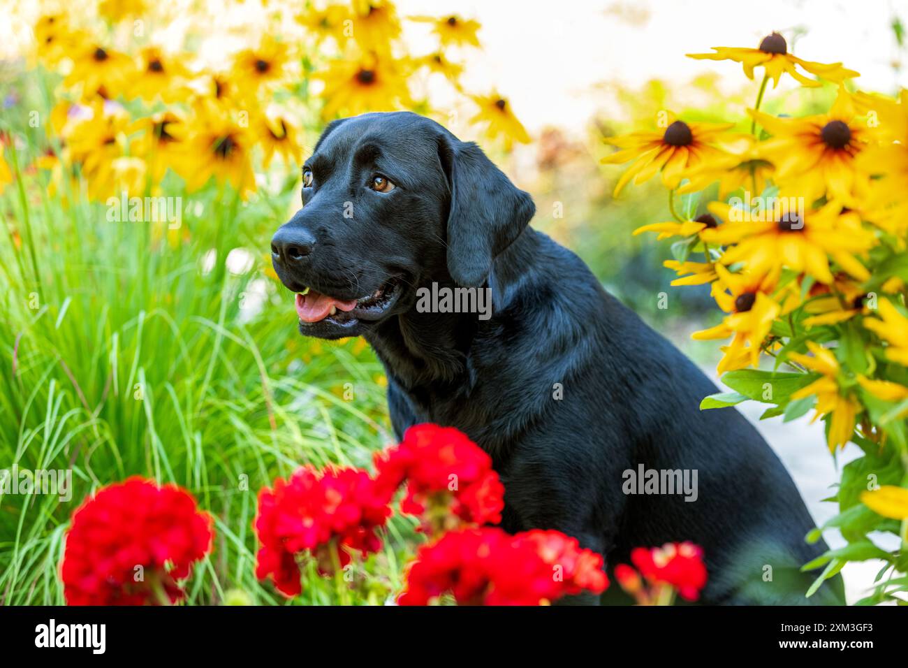 Ritratto di un Labrador Retriever Foto Stock