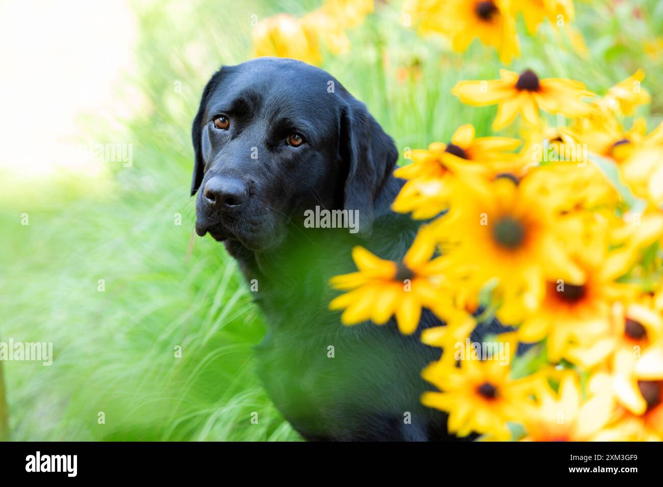 Ritratto di un Labrador Retriever Foto Stock