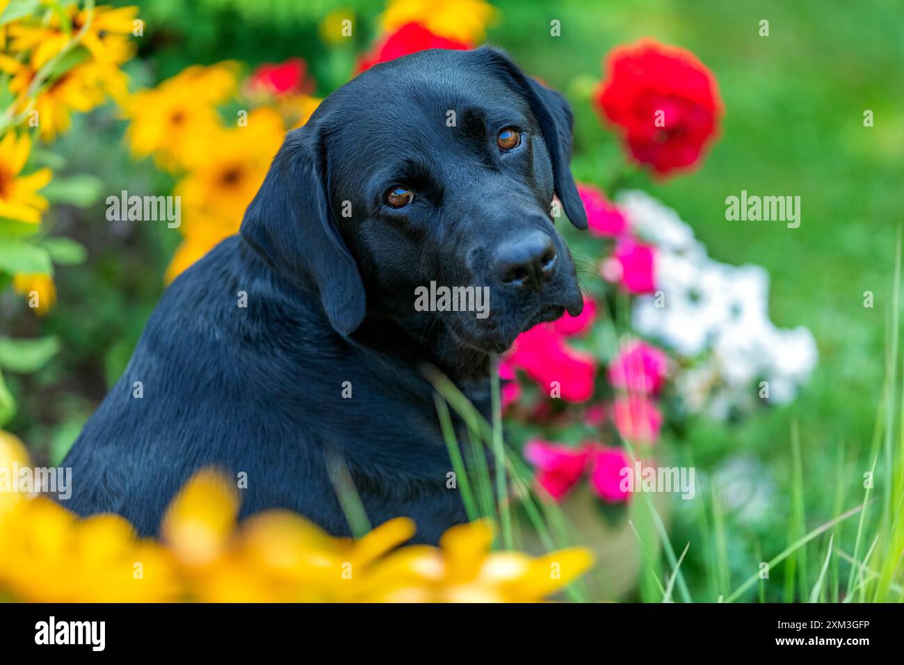 Ritratto di un Labrador Retriever Foto Stock